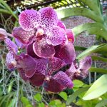 orchid