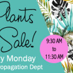 plants for sale every monday